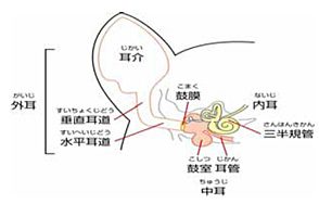 耳の構造